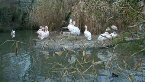Pelikane
