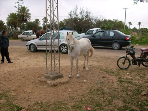 Auf dem Tier/Pferdemarkt in Midoun