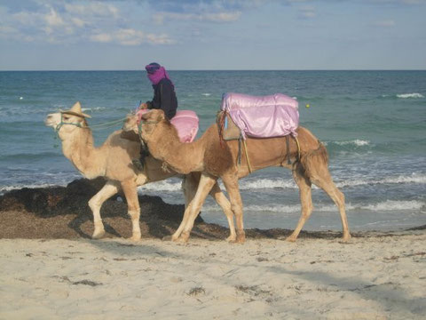 Dromedare am Strand von Djerba