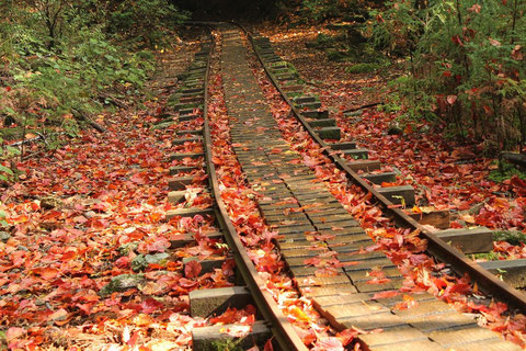 屋久島の秋の紅葉で染まるトロッコ道（縄文杉ガイドツアー）