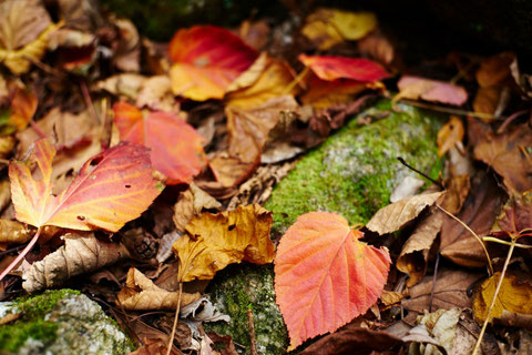 西部林道の紅葉・ヤクシマオナガカエデ(西部林道ガイドツアー)