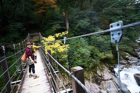 ヤクスギランドガイドツアー,一年中ベストシーズン,屋久島,ガイドツアー,半日過ごし方,屋久杉,トレッキング