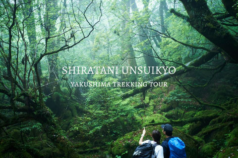 屋久島ガイド|屋久杉と水を巡る旅へ - 巡り葉 （旧 島結）