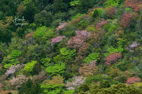 春のヤマザクラと新緑（縄文杉ガイドツアー）