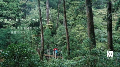 屋久杉が立ち並ぶ、静かな森を屋久島ガイドと歩くトレッキングツアー（半日ツアーもあります）