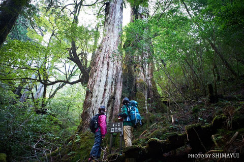 ヤクスギランドガイドツアー,母子杉,屋久島,ガイドツアー,半日過ごし方,屋久杉,トレッキング