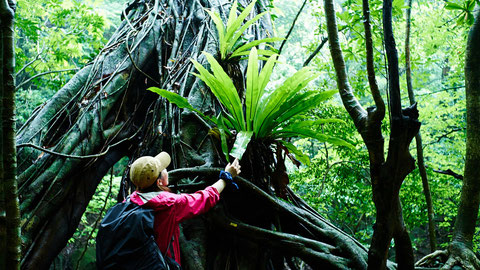 アコウの巨木に着生するオオタニワタリ,西部林道ガイドツアー