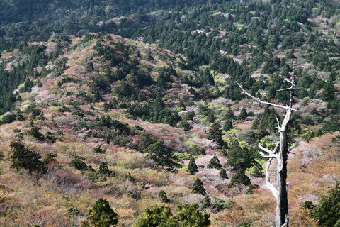 春（3月後半から4月前半）の太鼓岩からの山桜の絶景（白谷雲水峡・太鼓岩ガイドツアー）