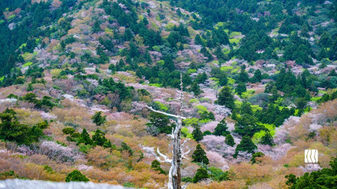 春（3月後半から4月前半）の太鼓岩からの山桜の絶景（白谷雲水峡・太鼓岩ガイドツアー）