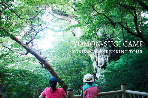 屋久島ガイドがご案内する、縄文杉1泊2日ガイドツアー。屋久島の森でキャンプする。