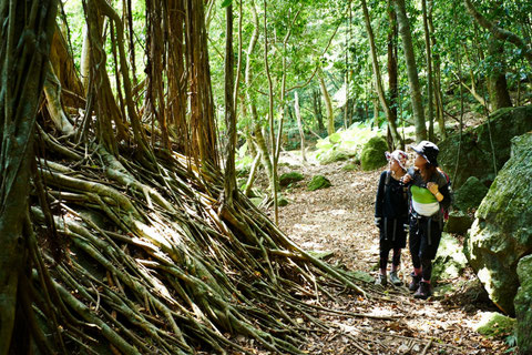 登山道のない西部林道トレッキング(西部林道ガイドツアー)