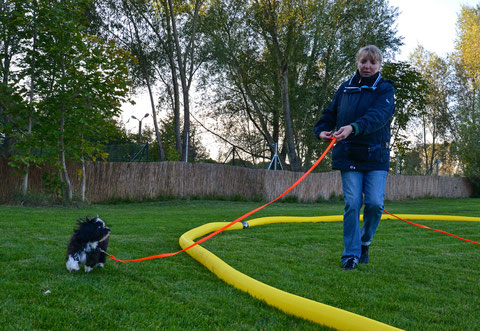 Longieren - auch für kleine Hunde ein großer Spaß!