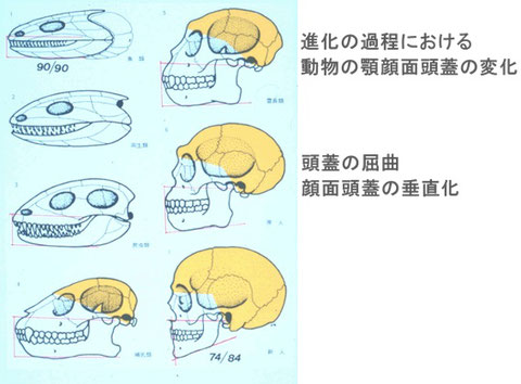 ヒトの頭蓋の形の変化図