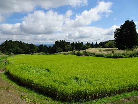 梨ノ木田の棚田