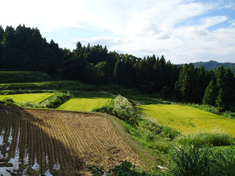 樽田の棚田