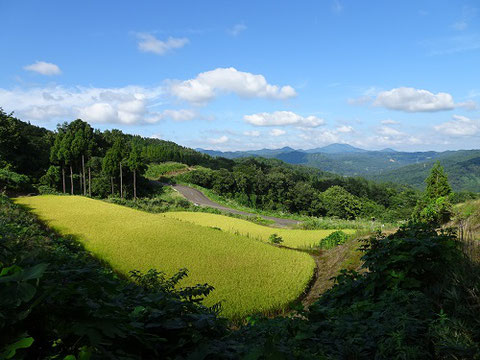 上達の棚田