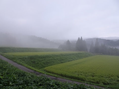 枯木又の棚田