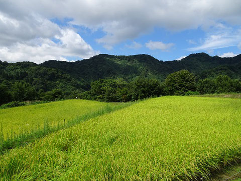 花坂の棚田