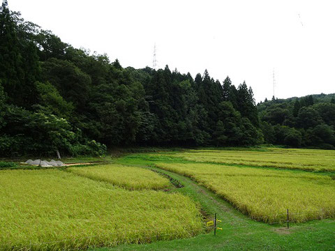 正善寺の棚田