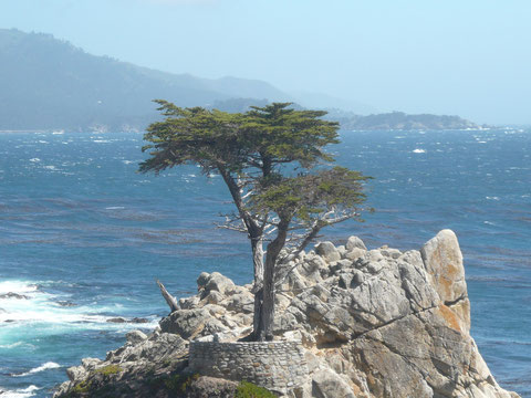 die berühmteste Zypresse der Welt: The Lone Cypress