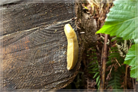 Banana Slug