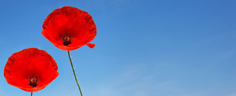 zwei rote Blumen vor blauem Himmel