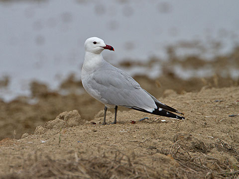 Goéland d'Audouin,Larus audouinii