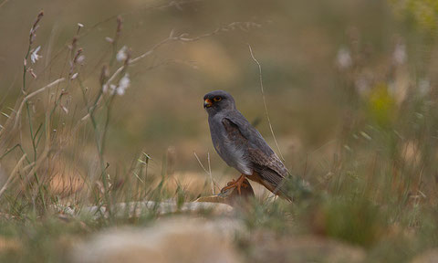Monsieur Faucon kobez, Falco vespertinus (immature)