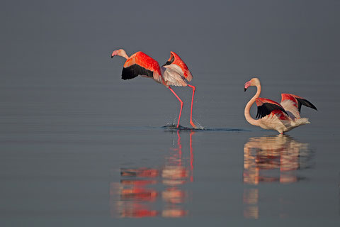 Flamant rose, Phoenicopterus ruber