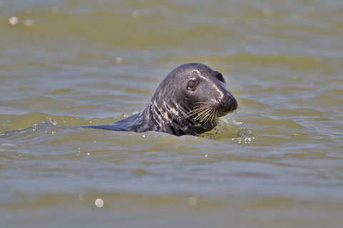 Phoque gris, Halichoerus grypus