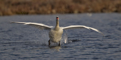 Cygne tuberculé, Cygnus olor