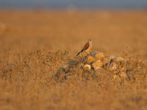 Faucon crécerellette, Falco naumanni