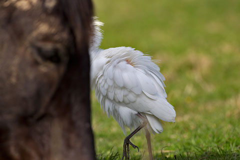 Héron garde-bœufs, Bubulcus ibis