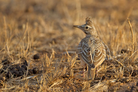 Cochevis huppé (juvénile), Galerida cristata