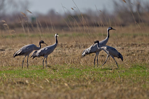 Grue cendrée, Grus grus - Adultes et jeunes de l'année