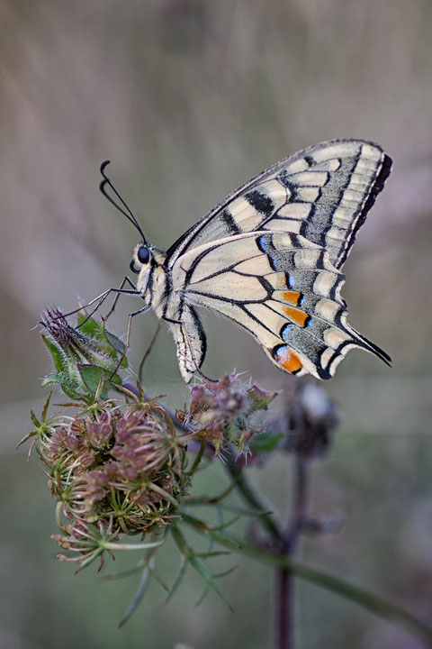 Papilio Màchaon