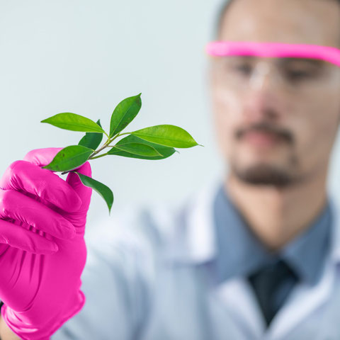 Ein Forscher hält eine Pflanze in der Hand