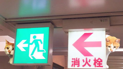 仕事における進路は多様化
