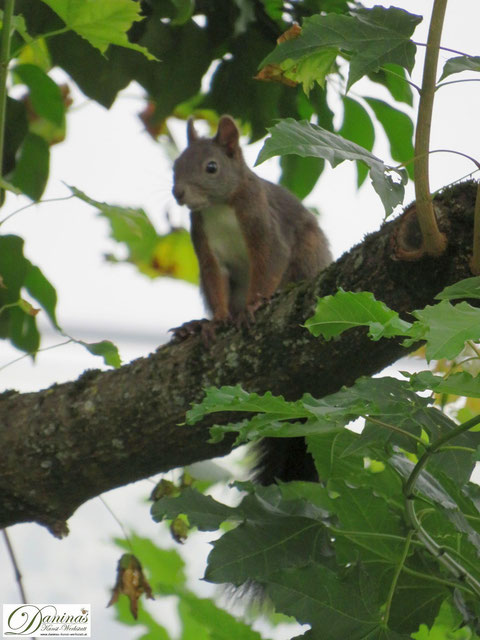 Eichhörnchen im Garten