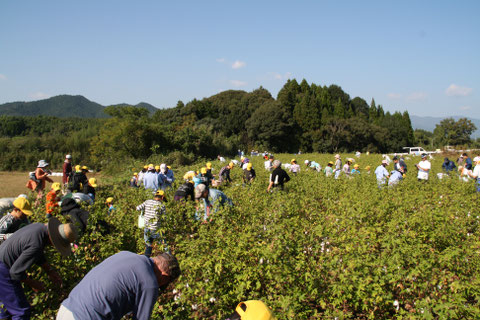 コミュニティー 健康 食べる 着る 作る 仕組み 価値 土 土づくり 耕す 還る 環境　製品 推肥化 在来種 日本 古民家 リノベーション リノベ 憩い 協力 笑顔 国産 日本産 ジャパニーズコットン  SDGs  純和綿farm 地産地消 次世代 繋ぐ 繊維の自給 有機農業 体感 ふわふわ 綿 手織り コットン 衣服 布製品 糸から布 暮らし 和綿とは ベージュ 種類 柔らかい　肌触り おすすめ ギフト 人気 寝るとき ガーゼ ワッフル アトピー タオル 洗い方 体拭く かわいい 誕生日ハンカチ生産地