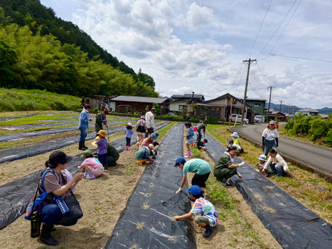 わたから 綿宝 つむぐ tsumugu 和綿 栽培 生育 育て方 洋綿 種 粒 深さ 個数 種まき 糸紡ぎ 色 花 収穫 特徴 時期 方法 水やり 小さめ 大きめ 頻度 紡ぎ方 敵心 使い方 植え替え プランター 葉 散る 枯れる 何故 洗濯 洗う 糸 やり方 オーガニック オーガニックコットン プロジェクト 岐阜 熊本 マインド松井 農地 エシカル エシカル消費 エシカルファッション サスティナブル 取り組み エコ eco 農業 循環 子供 体験 種まき会 未来 無農薬 チャレンジ プロジェクト 地域 