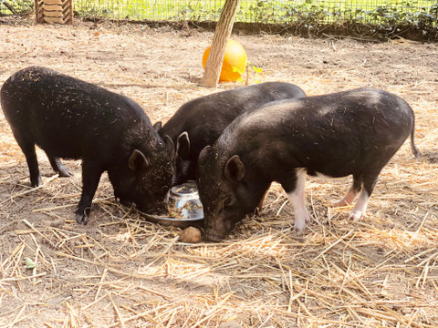 Naomi, Scarlett und Piggeldy