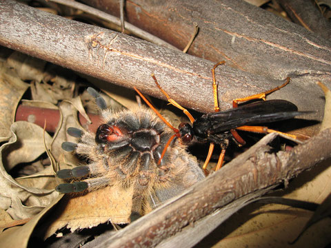 Una cacciatrice di caccia grossa. La baboon spider hunting wasp paralizza il grosso ragno, nel cui corpo vivo depositerà le uova. Il ragno servirà da dispensa per la prole.