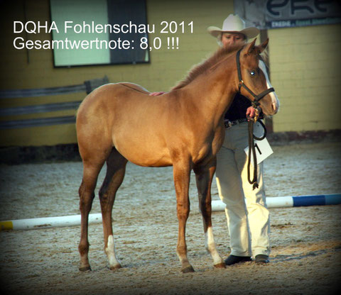 Cody auf der DQHA Fohlenschau