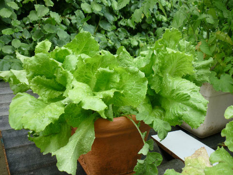 belle salade en jardinière