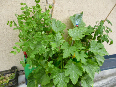 pois - courgettes - tomates