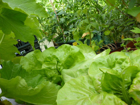 salades en jardinière