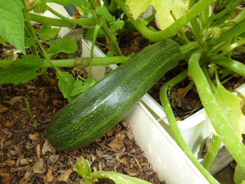 courgette 