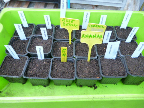 semis de tomates anciennes