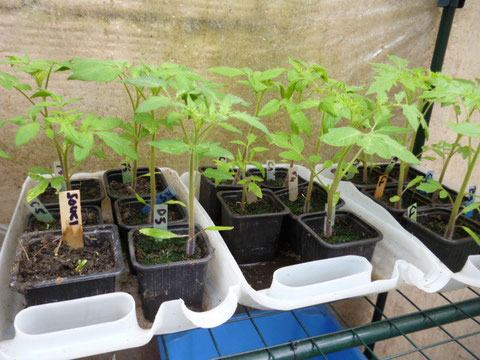 plants de tomates anciennes